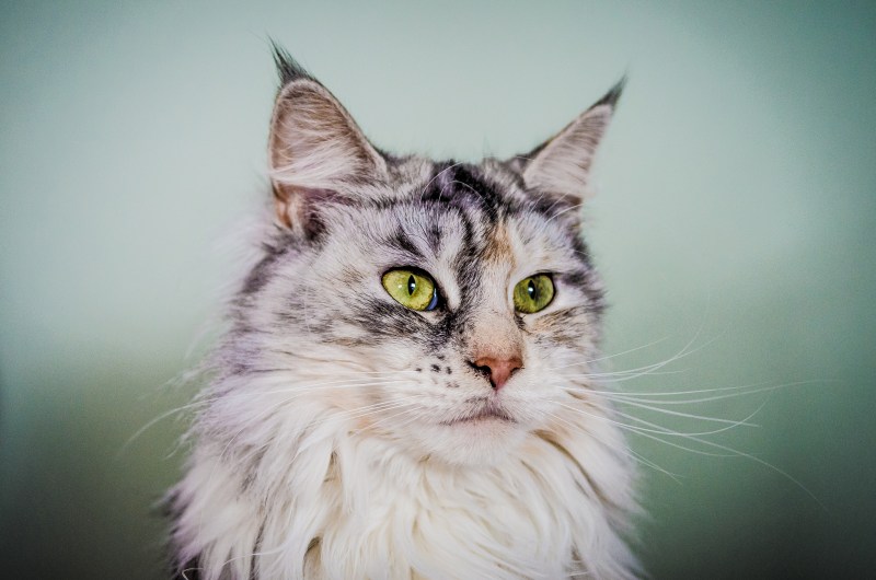 Мейнкун кот