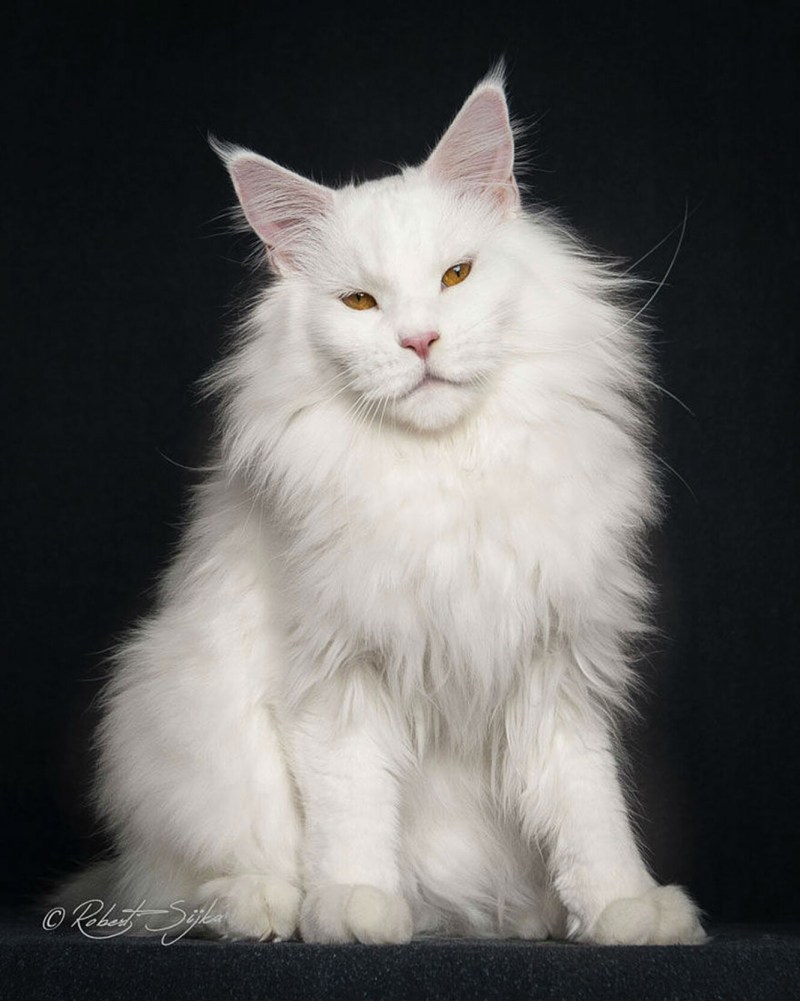 Кошка Мейн кун