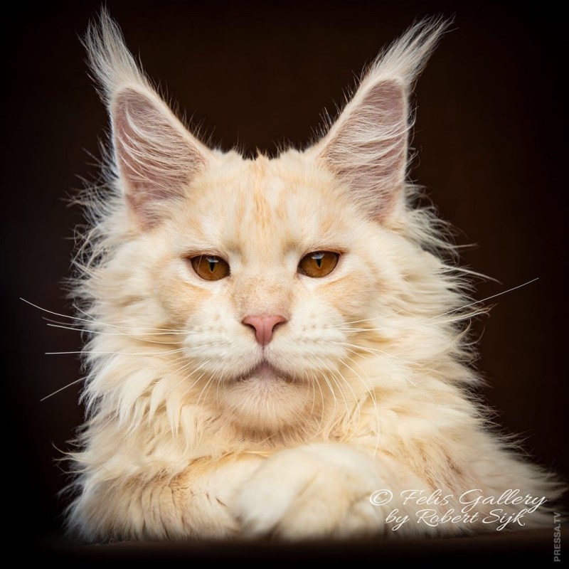 Мейнкун кот