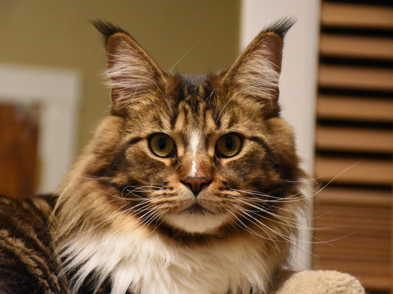 Коты Мейн кун