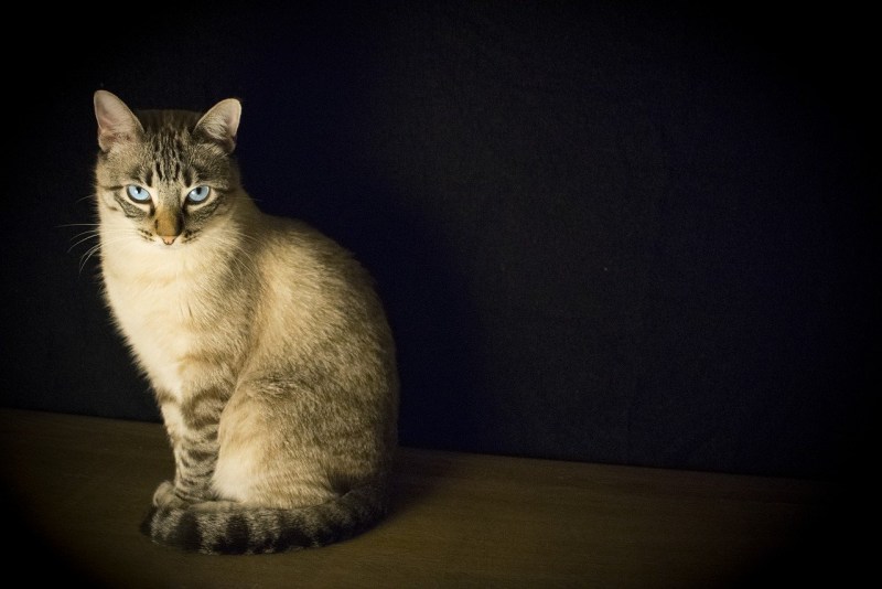 Сидячий кот