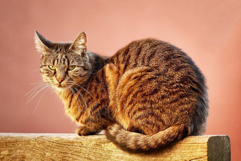 Кот сидит