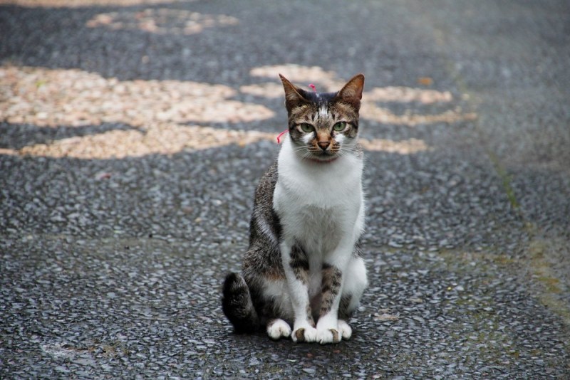 Сидячий кот