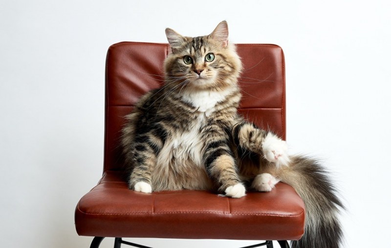 Кошка на стуле