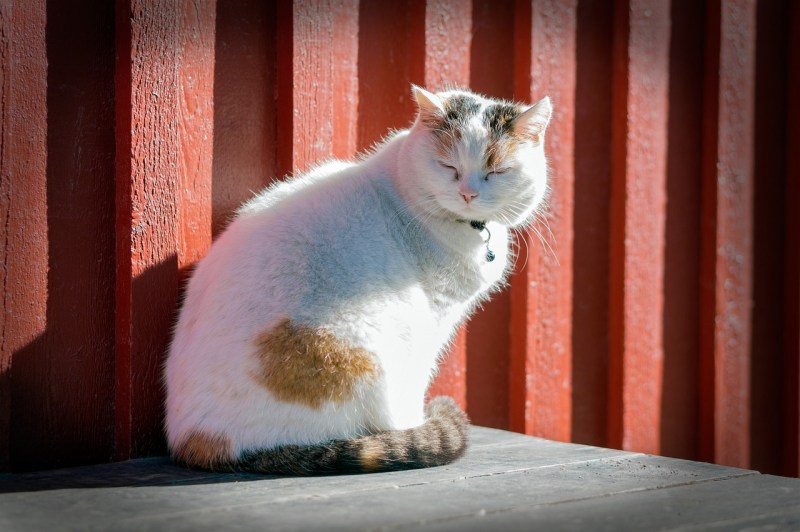 Кот сидит