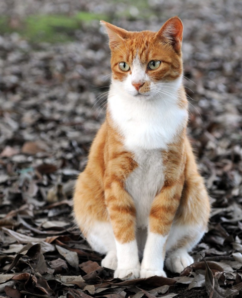 Сидячая кошка