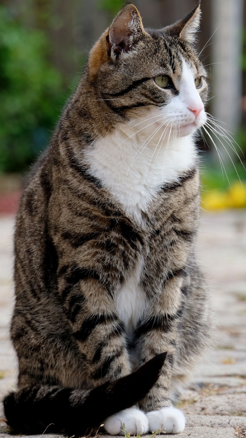 Кошка сидит