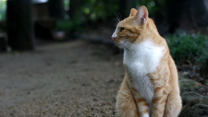 Кот сидит