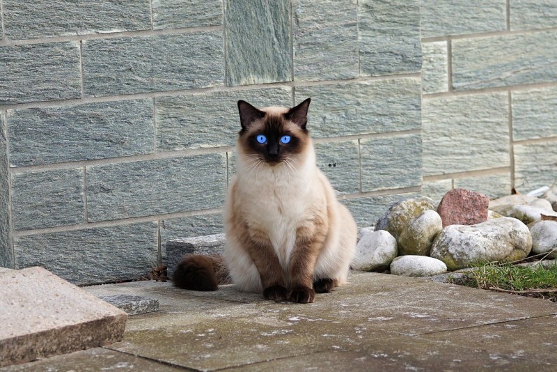 Сиамская кошка