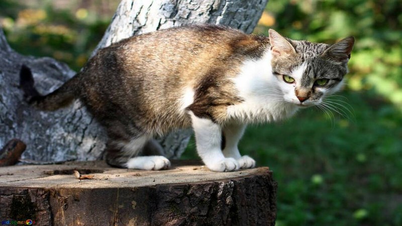Кот сидит
