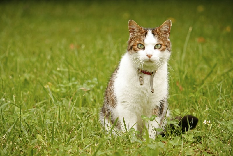 Котёнок сидящий на траве