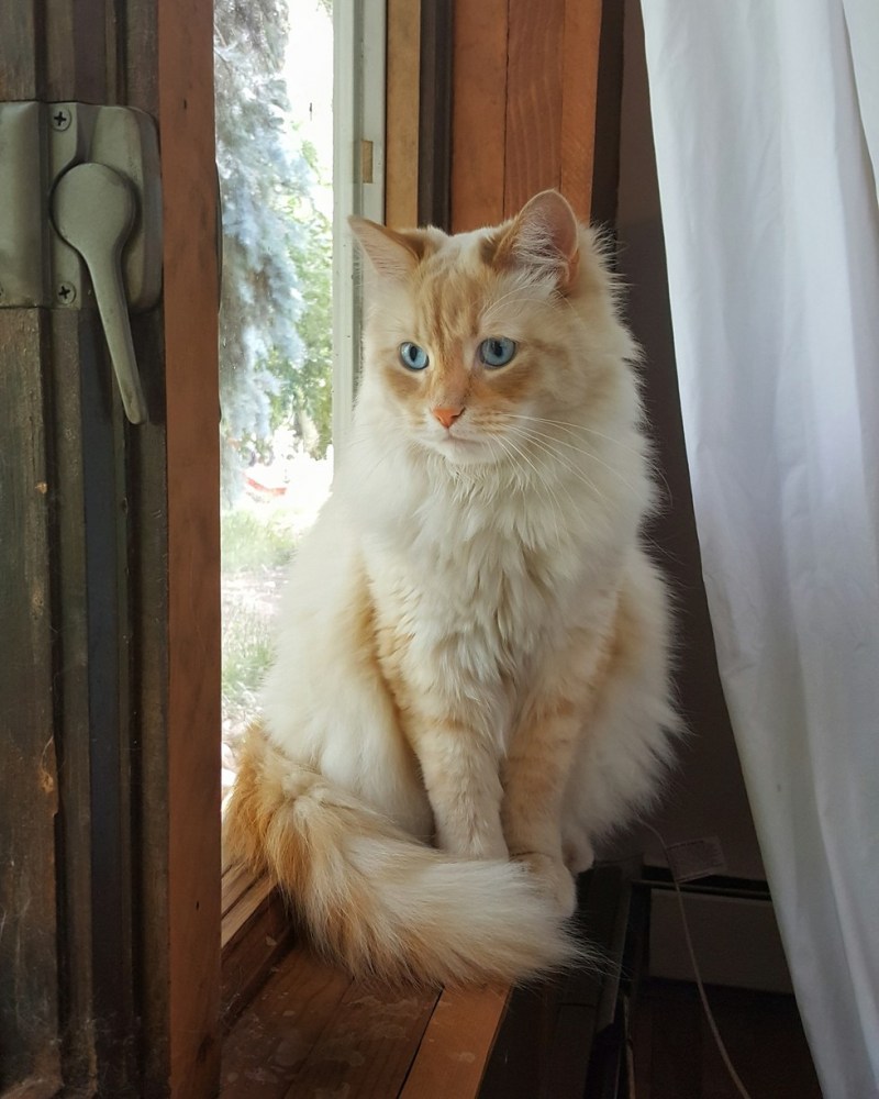 Кошка сидит
