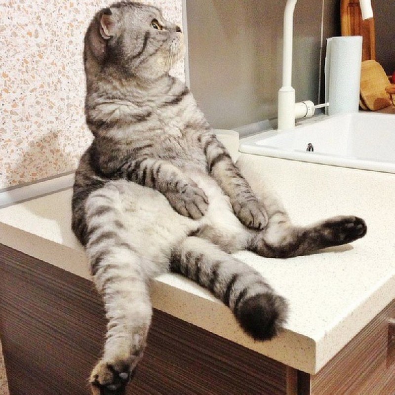 Шотландский кот сидит на попе