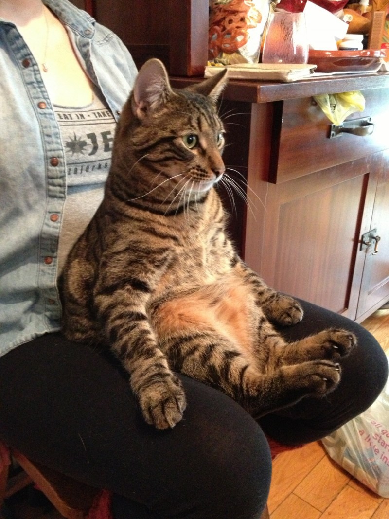 Коты которые сидят