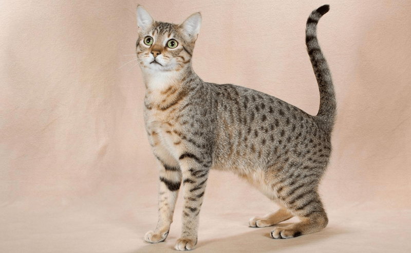 Египетская МАУ кошка
