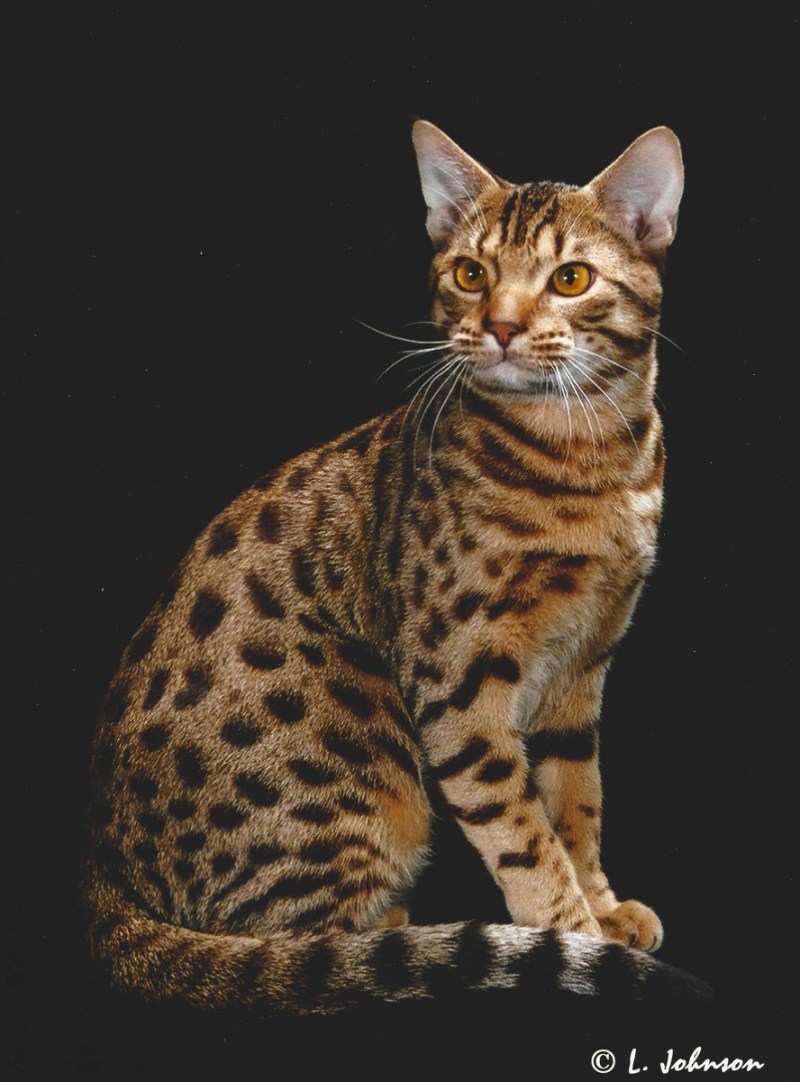 Египетская МАУ кошка