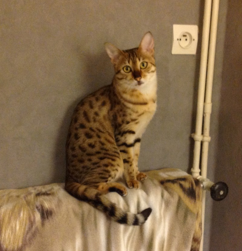Bronze Egyptian mau Cat
