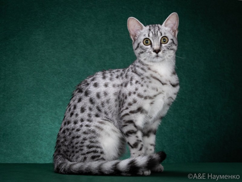 Египетская кошка