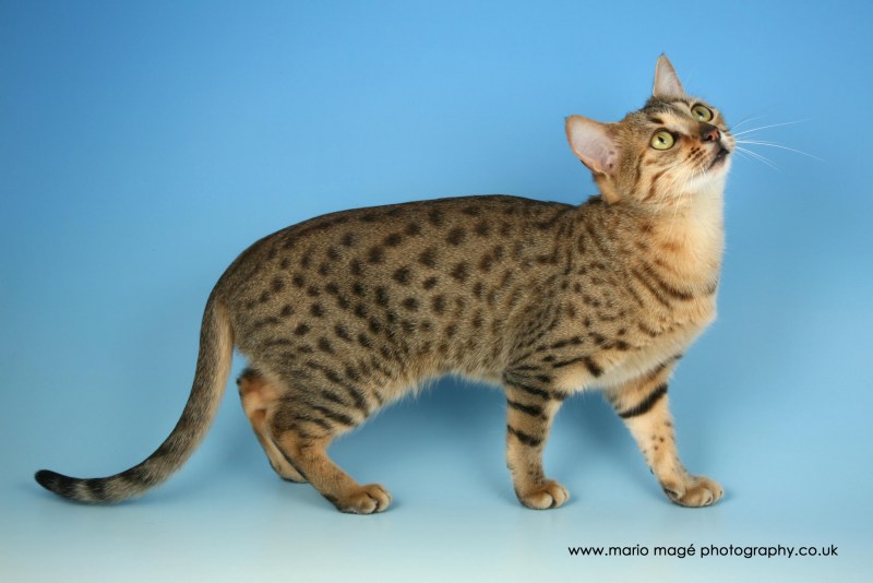 Коты породы Египетский МАУ