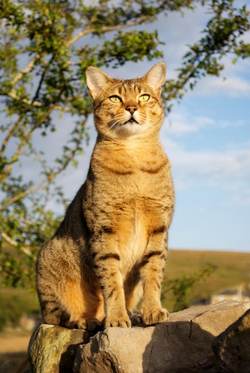Египетская МАУ кошка