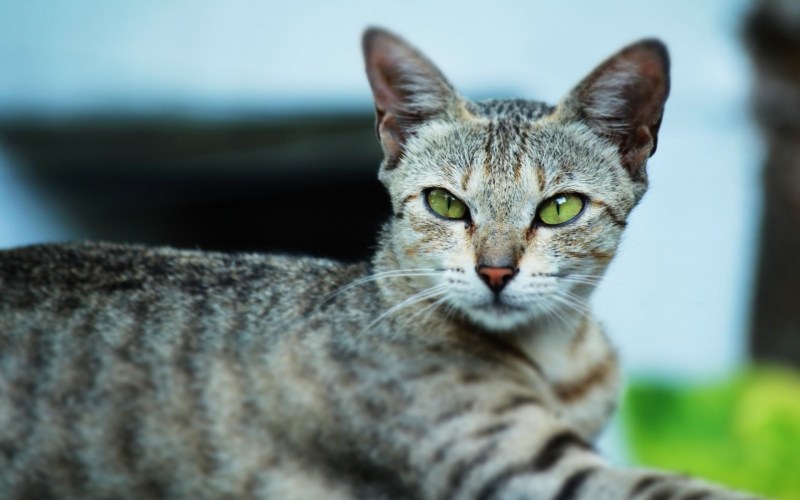 Коты породы Египетский МАУ