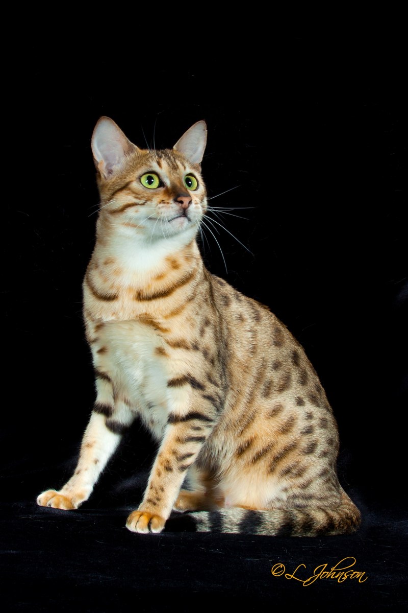 Бенгальская МАУ Кошкар