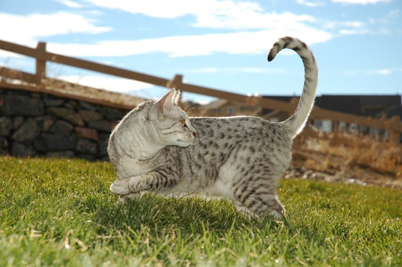 Bronze Egyptian mau Cat