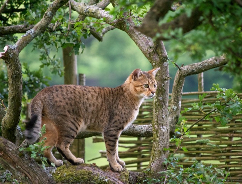 Египетская МАУ кошка