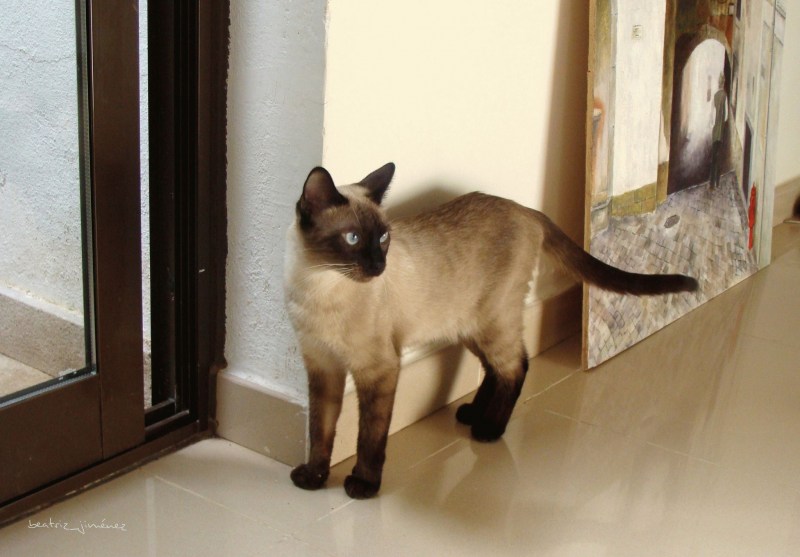 Сиамский кот Маркиз