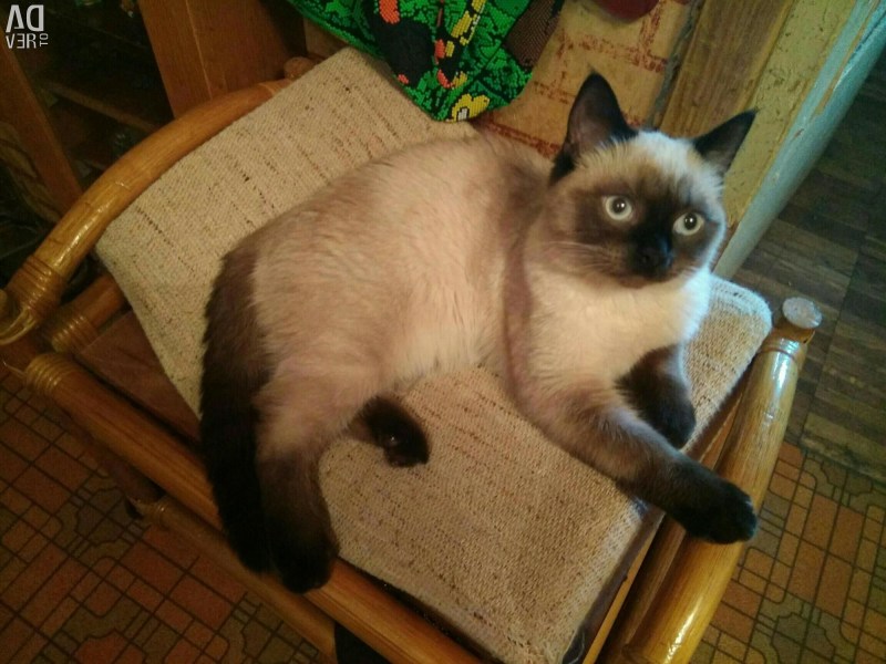 Тайский жених для кошки