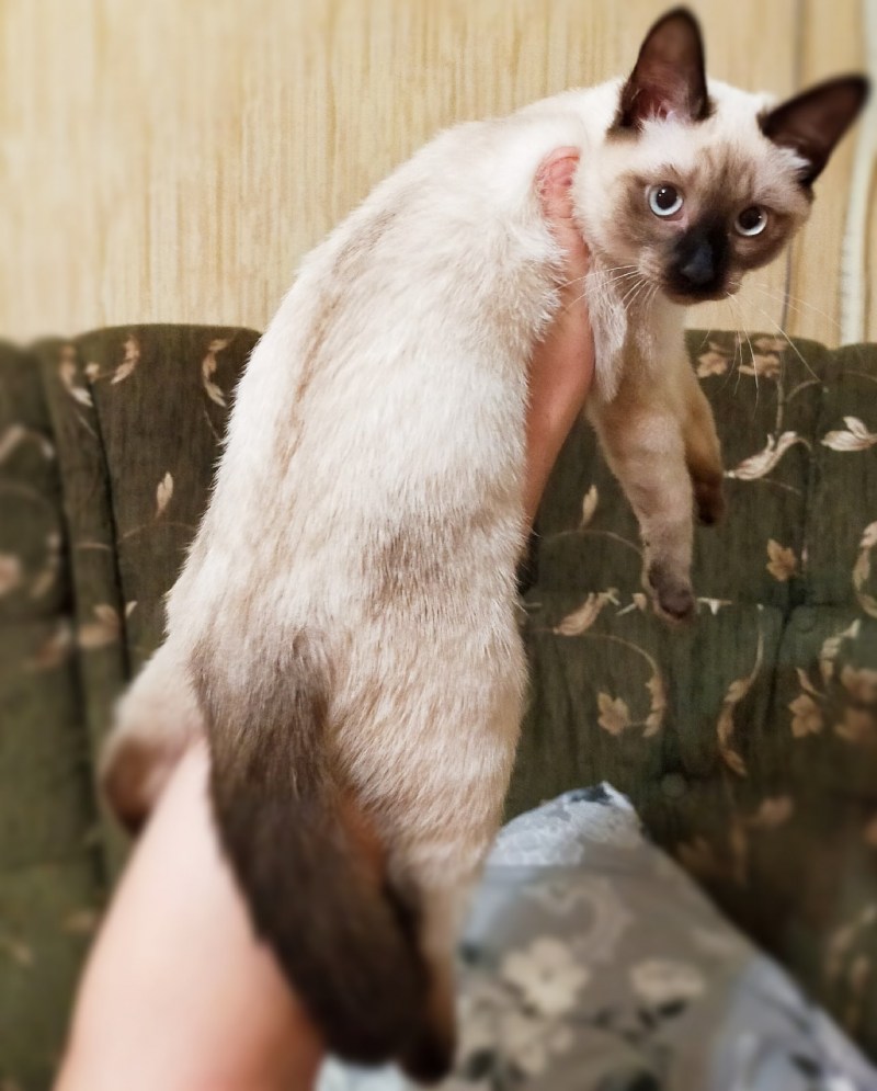 Питомник в Тайцах