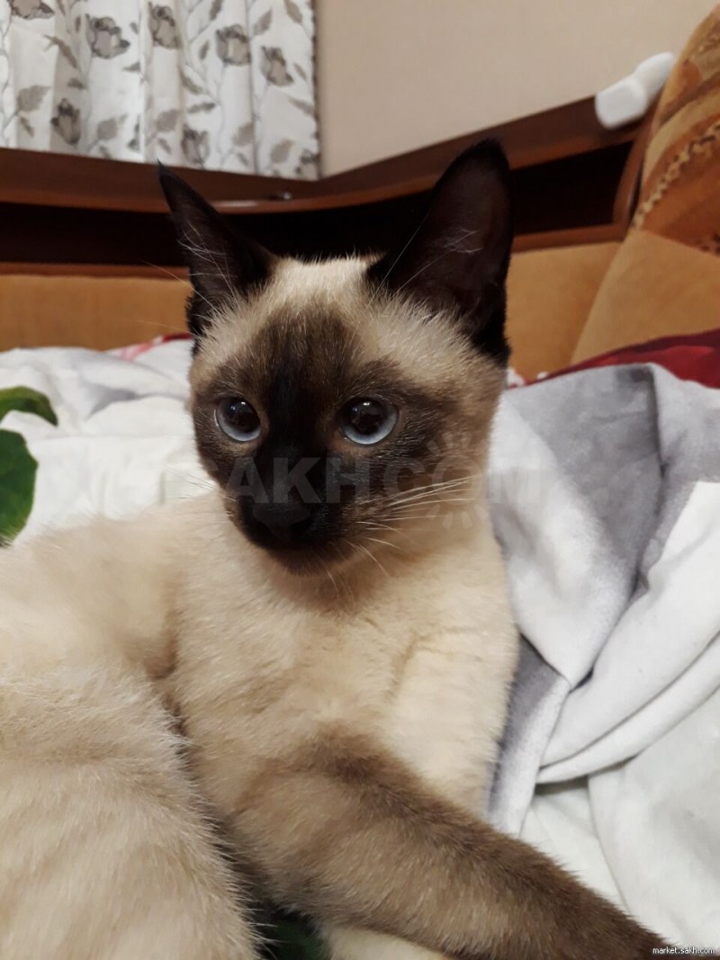 Тайская кошка котята