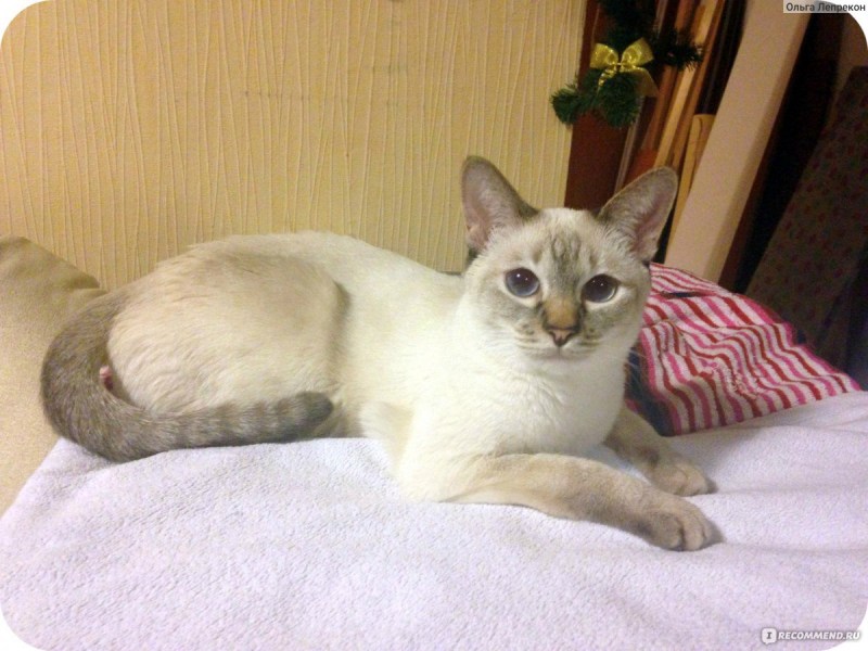 Тайский кот потемнел