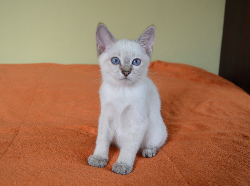 Кот Филимон черный топ медведи