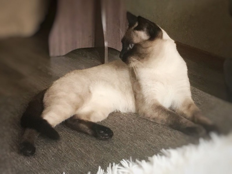 Тайская гладкошерстная кошка