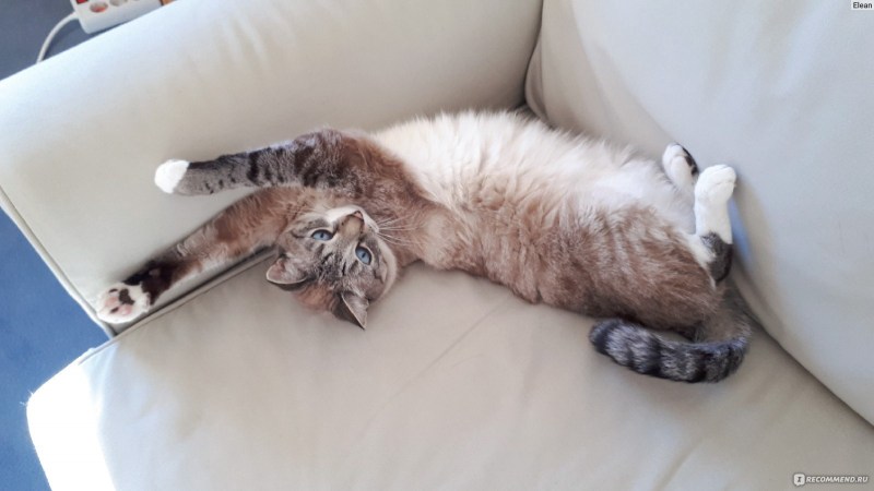 Кошка сидит