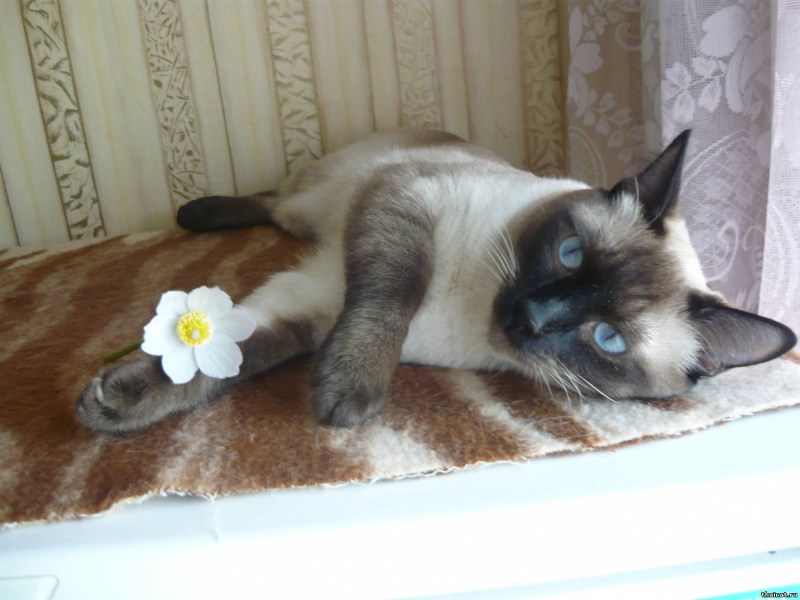 Тайские котята линяют или нет