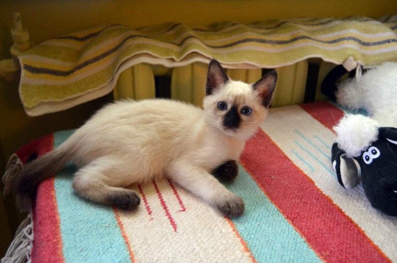Сиамские котята 1,5 месяца