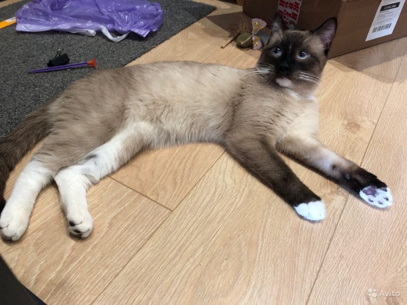 Сиамский кот Сноу Шу