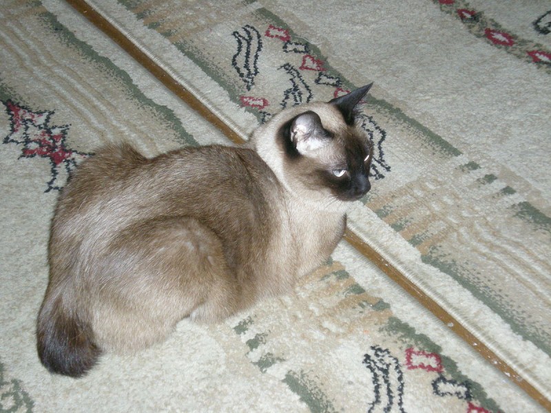 Болезни тайских кошек