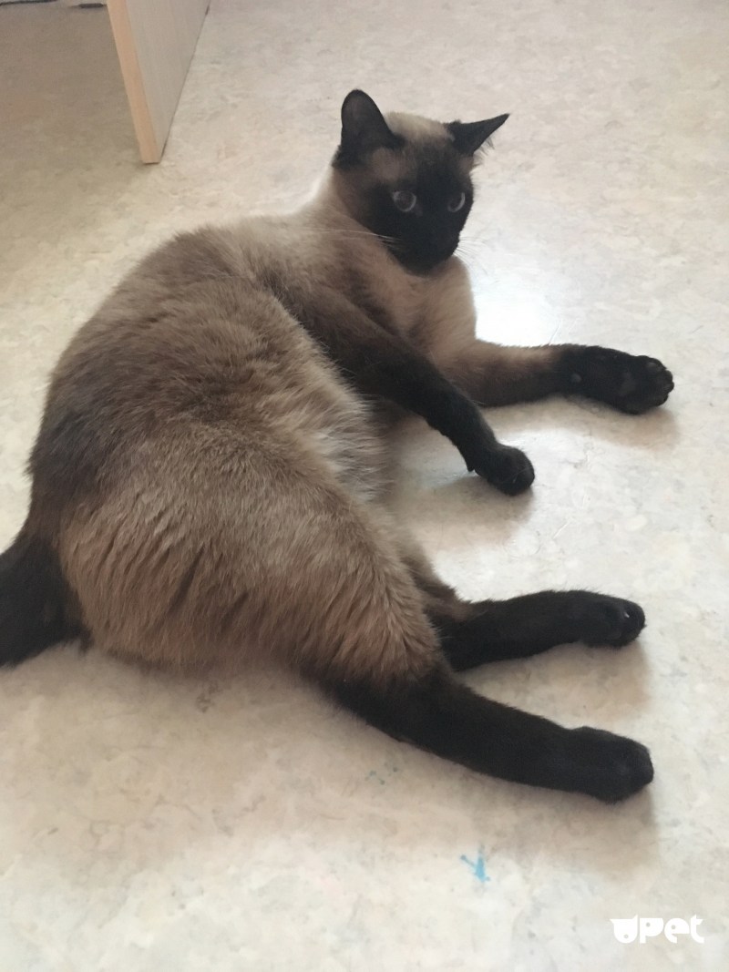 Тайские котята играются