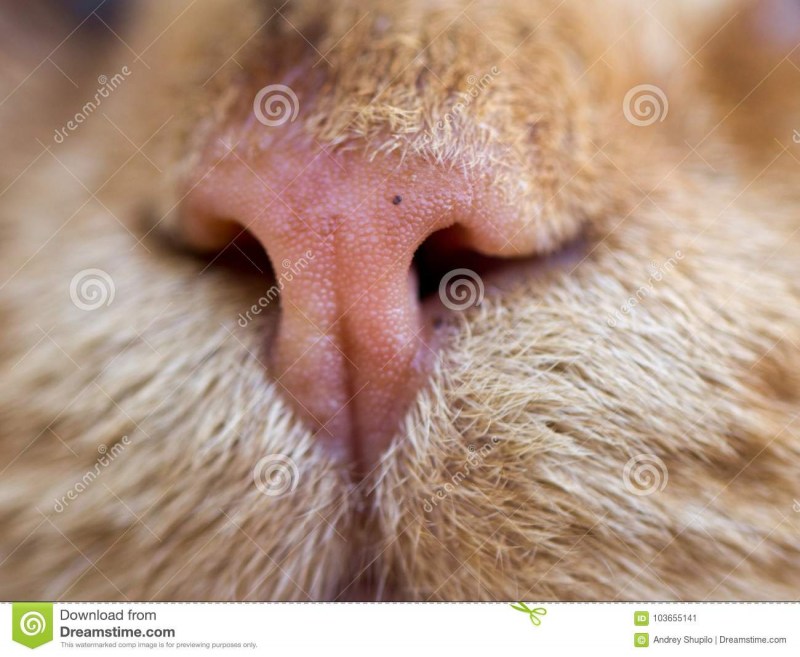 Кошачий нос