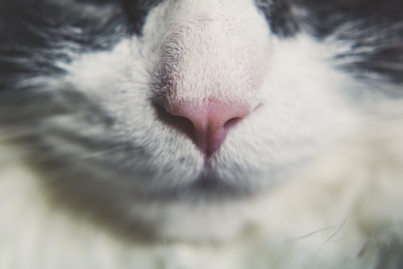 Кошачьи ноздри