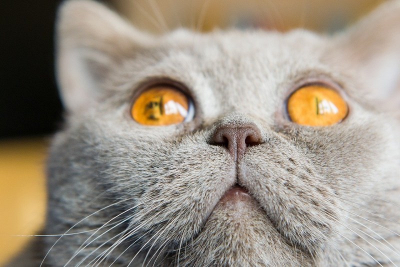 Нос кота