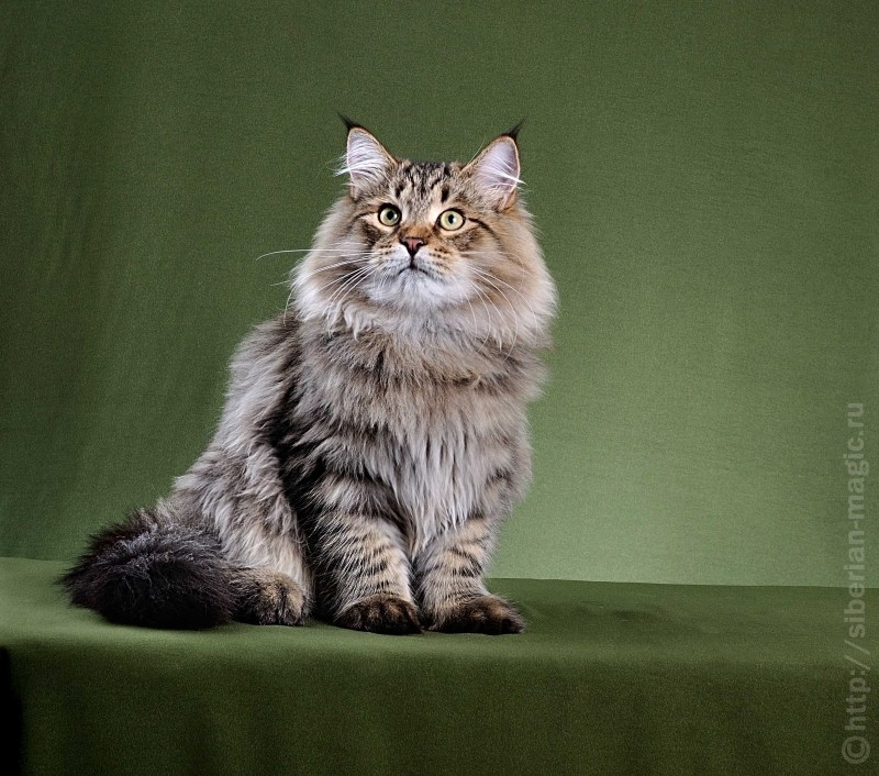 Сибирская кошка