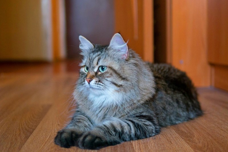 Сибирская кошка