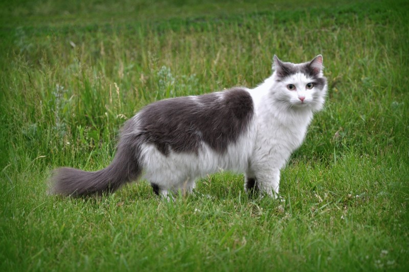 Сибирская охотничья кошка