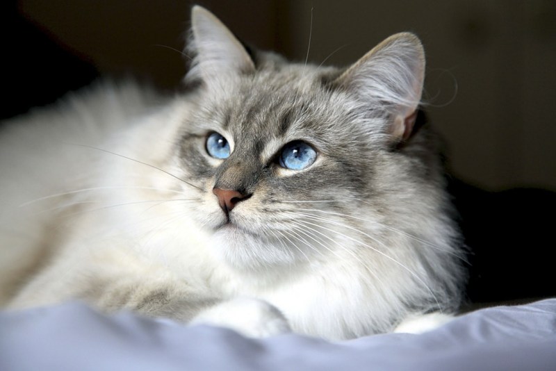 Сибирский длинношерстный кот