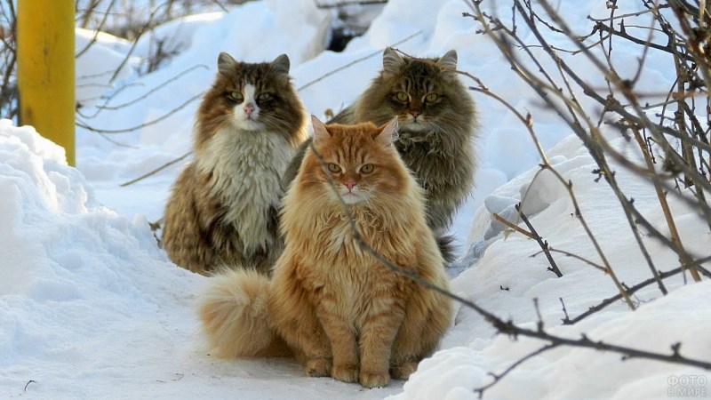 Сибирская полудлинношерстная кошка