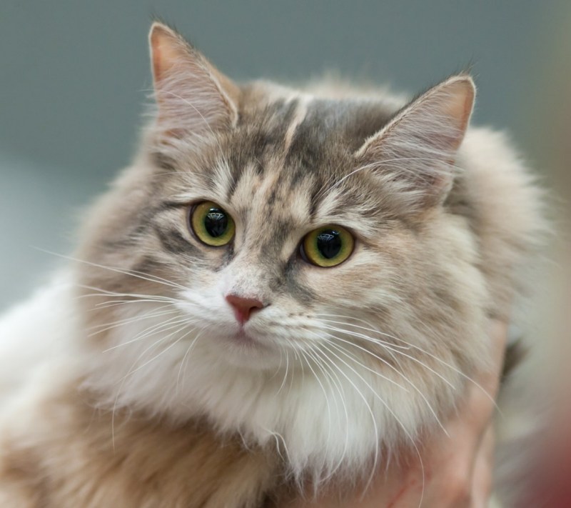 Сибирская кошка